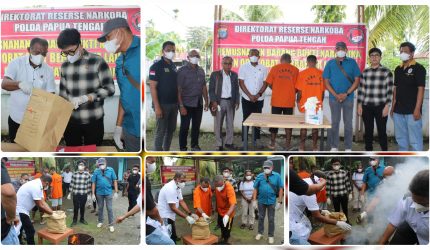 Barang bukti ganja dimusnahkan di Kantor Direktorat Narkoba Polda Papua Tengah, Rabu (13/5/2026). Humas PPT. NT