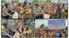 Panen Raya Jagung Kuartal II yang dirangkaikan dengan groundbreaking 10 Gudang Ketahanan Pangan Polri dan launching operasional 166 SPPG Polri berlangsung sukses di Kampung Lagari Jaya, Distrik Makimi, Kabupaten Nabire. Dok_Andi. NT