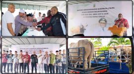 Gubernur Papua Tengah, Meki Nawipa, menyerahkan bantuan hewan qurban kepada masyarakat di Masjid Agung Al-Falah, Nabire, Minggu (24/5/2026), menjelang Hari Raya Idul Adha 1447 Hijriah. Dok_Alvi. NT