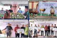 Ketua DMI Papua Tengah, H. Azis Baharuddin, menyampaikan apresiasi kepada Pemprov Papua Tengah atas bantuan 26 ekor sapi kurban untuk masjid dan masyarakat menjelang Iduladha 1447 Hijriah di Nabire, Minggu (24/5/2026). Dok_Alvi. NT