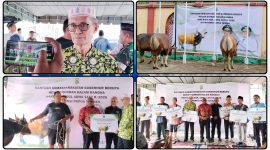 Ketua DMI Papua Tengah, H. Azis Baharuddin, menyampaikan apresiasi kepada Pemprov Papua Tengah atas bantuan 26 ekor sapi kurban untuk masjid dan masyarakat menjelang Iduladha 1447 Hijriah di Nabire, Minggu (24/5/2026). Dok_Alvi. NT
