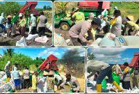 Kapolsek Makimi IPTU Samuel Picauly bersama personel Polsek Makimi mendampingi Kelompok Tani Mekar Tani saat melakukan proses dros atau pemipilan jagung kering di Kampung Lagari Jaya, Distrik Makimi, Kabupaten Nabire, Sabtu (6/6/2026). Dok_Andi NT