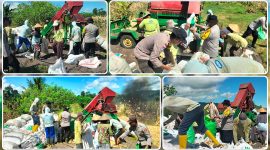 Kapolsek Makimi IPTU Samuel Picauly bersama personel Polsek Makimi mendampingi Kelompok Tani Mekar Tani saat melakukan proses dros atau pemipilan jagung kering di Kampung Lagari Jaya, Distrik Makimi, Kabupaten Nabire, Sabtu (6/6/2026). Dok_Andi NT