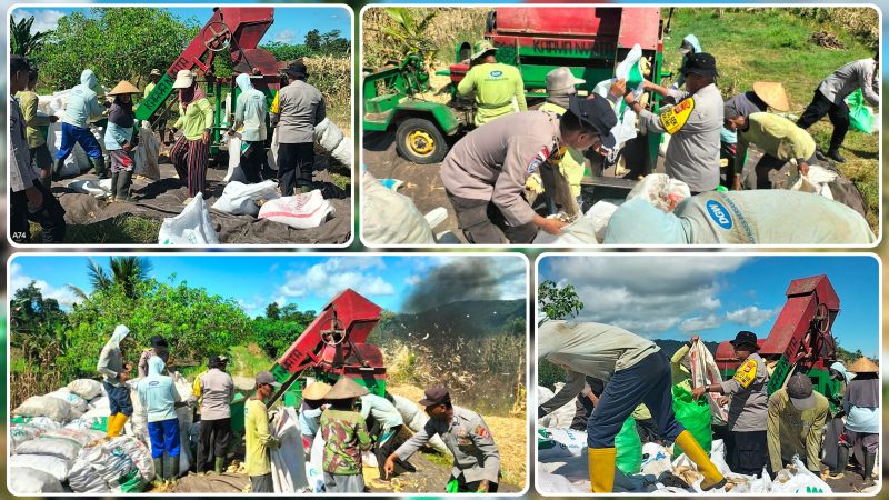 Kapolsek Makimi IPTU Samuel Picauly bersama personel Polsek Makimi mendampingi Kelompok Tani Mekar Tani saat melakukan proses dros atau pemipilan jagung kering di Kampung Lagari Jaya, Distrik Makimi, Kabupaten Nabire, Sabtu (6/6/2026). Dok_Andi NT