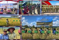 Komandan Yonif TP 804/DBAY Letkol Inf Okto Hutabri Tanimba mendampingi Kasdam XVII/Cenderawasih Brigjen TNI Haryantana saat Panen Raya Padi di Kampung Bumi Raya SP 1, Kabupaten Nabire, Kamis (16/7/2026). Dok_Pen Yonif TP 804/DBAY.