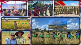 Komandan Yonif TP 804/DBAY Letkol Inf Okto Hutabri Tanimba mendampingi Kasdam XVII/Cenderawasih Brigjen TNI Haryantana saat Panen Raya Padi di Kampung Bumi Raya SP 1, Kabupaten Nabire, Kamis (16/7/2026). Dok_Pen Yonif TP 804/DBAY.