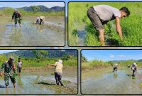 Personel Koramil 1705-02/Napan memantau sekaligus mendampingi kegiatan penanaman padi bersama petani di Kampung Biha sebagai bentuk dukungan terhadap program ketahanan pangan nasional. Dok_Andi NT