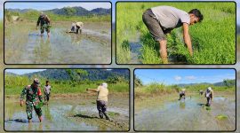 Personel Koramil 1705-02/Napan memantau sekaligus mendampingi kegiatan penanaman padi bersama petani di Kampung Biha sebagai bentuk dukungan terhadap program ketahanan pangan nasional. Dok_Andi NT