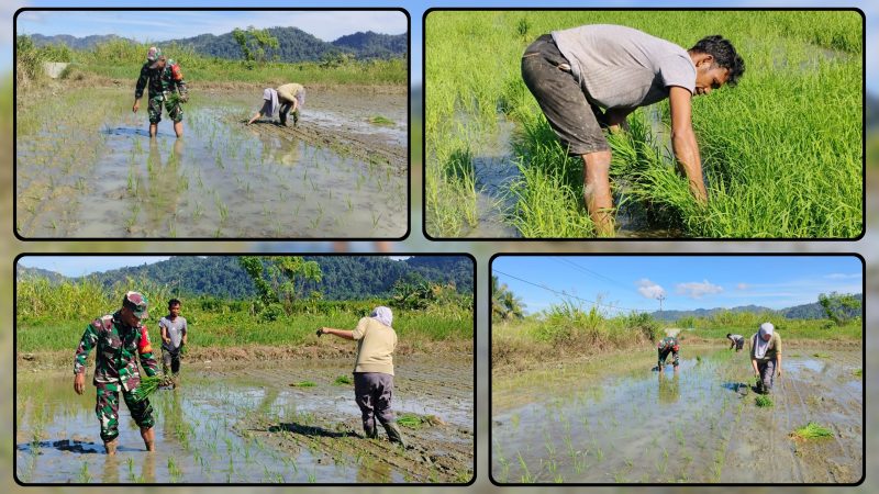 Personel Koramil 1705-02/Napan memantau sekaligus mendampingi kegiatan penanaman padi bersama petani di Kampung Biha sebagai bentuk dukungan terhadap program ketahanan pangan nasional. Dok_Andi NT
