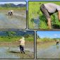 Personel Koramil 1705-02/Napan memantau sekaligus mendampingi kegiatan penanaman padi bersama petani di Kampung Biha sebagai bentuk dukungan terhadap program ketahanan pangan nasional. Dok_Andi NT