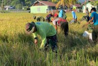 Prajurit Kompi Pertanian Yonif TP 804/DBAY bersama pemerintah daerah melaksanakan panen padi kelima di lahan pertanian seluas lebih dari satu hektare sebagai bentuk dukungan terhadap program ketahanan pangan nasional. Dok_Andi NT
