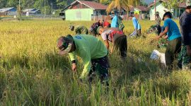 Prajurit Kompi Pertanian Yonif TP 804/DBAY bersama pemerintah daerah melaksanakan panen padi kelima di lahan pertanian seluas lebih dari satu hektare sebagai bentuk dukungan terhadap program ketahanan pangan nasional. Dok_Andi NT