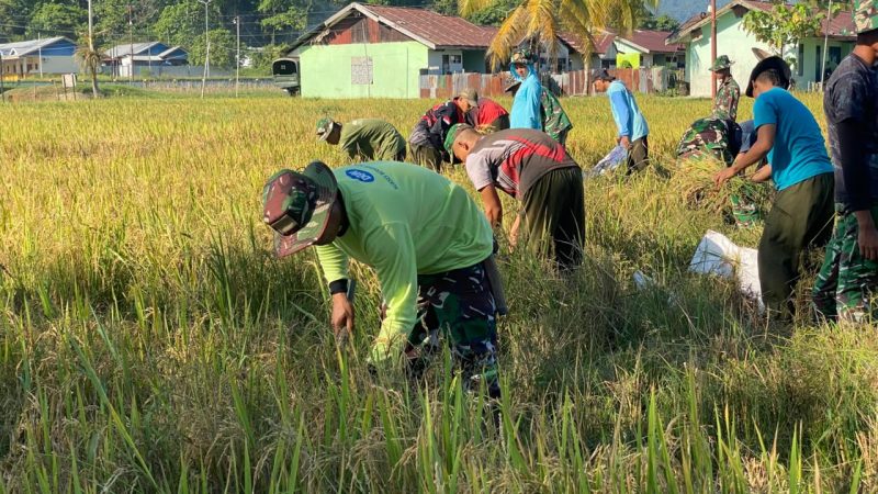 Prajurit Kompi Pertanian Yonif TP 804/DBAY bersama pemerintah daerah melaksanakan panen padi kelima di lahan pertanian seluas lebih dari satu hektare sebagai bentuk dukungan terhadap program ketahanan pangan nasional. Dok_Andi NT