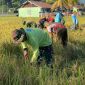 Prajurit Kompi Pertanian Yonif TP 804/DBAY bersama pemerintah daerah melaksanakan panen padi kelima di lahan pertanian seluas lebih dari satu hektare sebagai bentuk dukungan terhadap program ketahanan pangan nasional. Dok_Andi NT