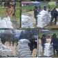 Kepala Distrik Topiyai Nikolaus Degei, S.Sos., menyerahkan bantuan beras bansos ketahanan pangan tahap II kepada perwakilan 10 kepala kampung di Lapangan Obaipugaida, Senin (31/8/2026).Dok_Jeri P Degei